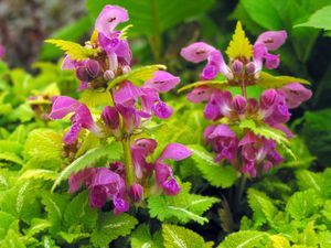 Lamium Lemon Frost